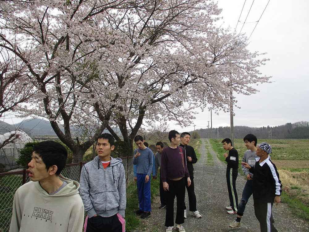 散歩道の桜も満開です！