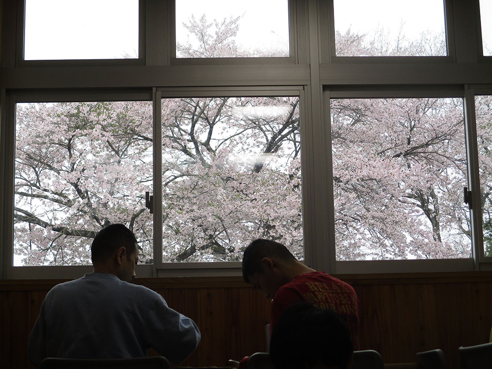 寮棟の中からも桜が綺麗に見えます！