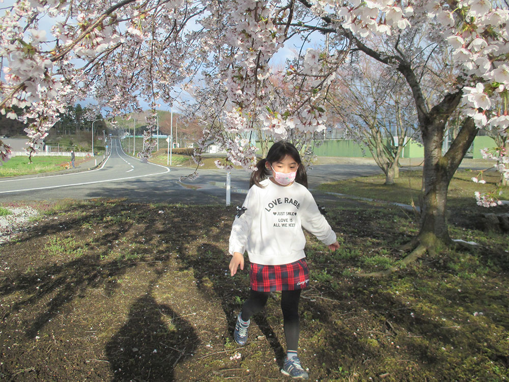 見て！桜が満開だよ。